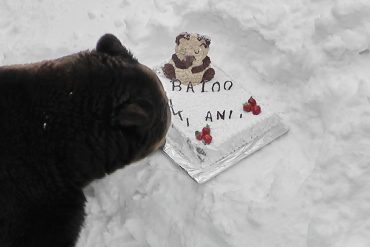 Baloo, ursul din Straja împlinește 15 ani