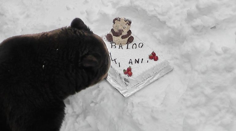 Baloo, ursul din Straja împlinește 15 ani